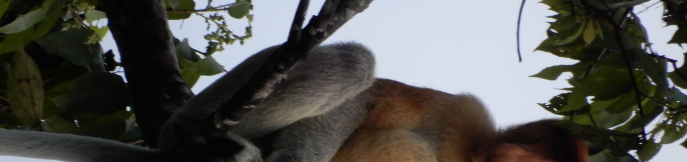 Triff auf die unverkennbaren Langnasenaffen im Bako Nationalpark
